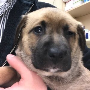 Meet your Posher, James